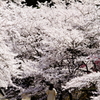 爛漫