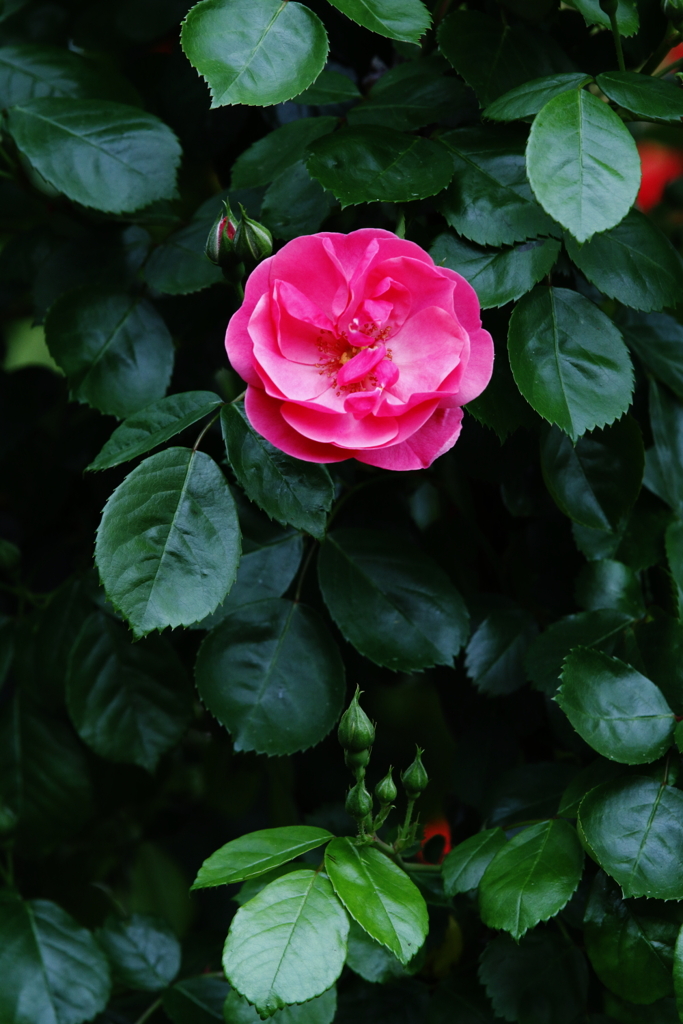 紅一点