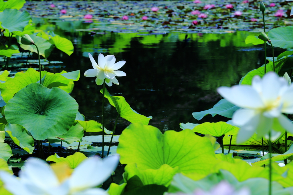 蓮池 by chaikun （ID：6898311） 写真共有サイトPHOTOHITO