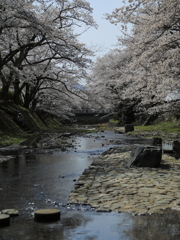 七谷川の桜