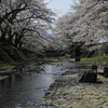 七谷川の桜