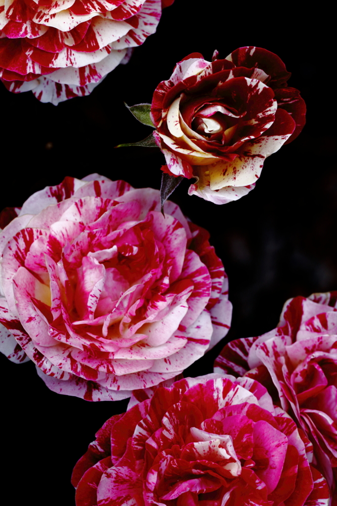 薔薇