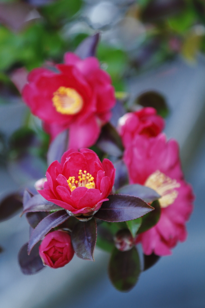 山茶花