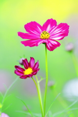 秋桜