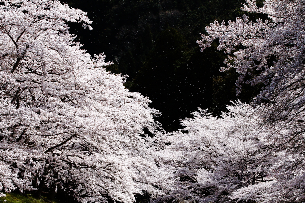 桜舞う