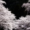 桜舞う
