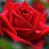 薔薇