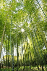 春めく
