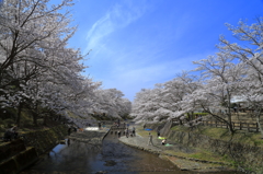 七谷川の桜