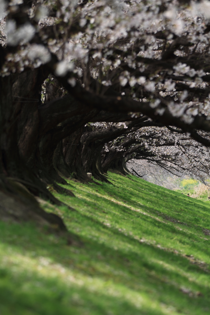 八幡桜３