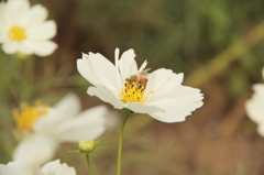 花に夢中