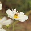 花に夢中