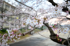 花、開く。