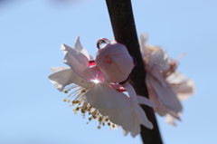 梅雫