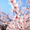 松本城