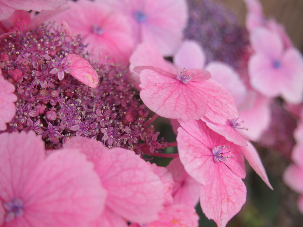 お花photo