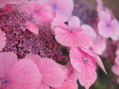お花photo