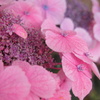 お花photo