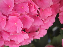 お花photo