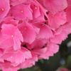 お花photo