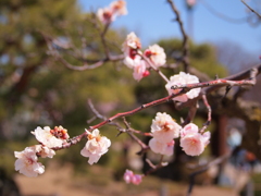 松本城