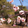 松本城