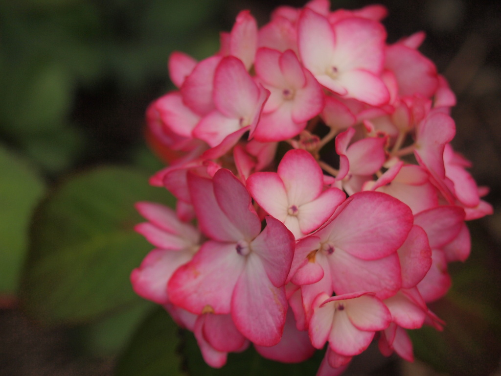 お花photo