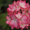 お花photo