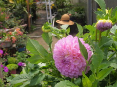 お花photo