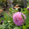 お花photo