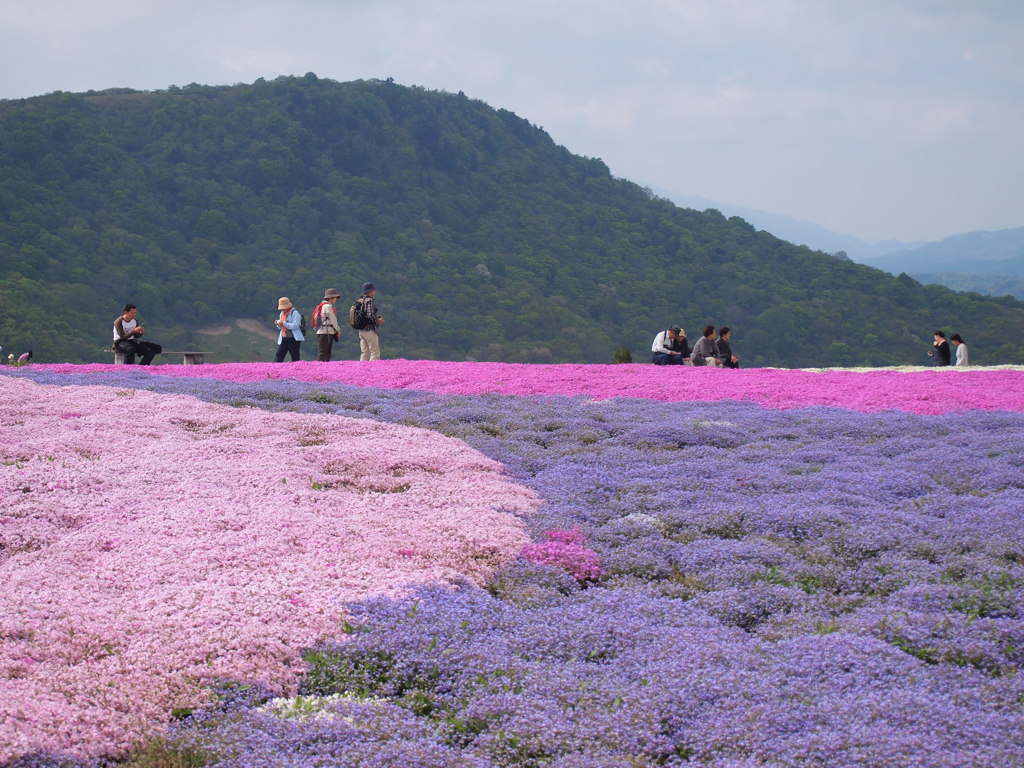 茶臼山