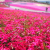 茶臼山