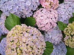 お花photo