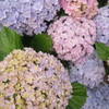 お花photo