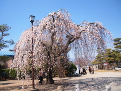 松本城