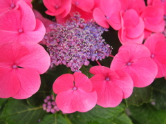 お花photo