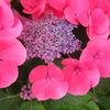 お花photo