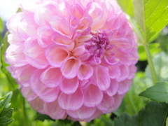 お花photo