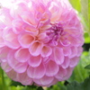 お花photo