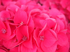 お花photo