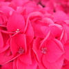 お花photo