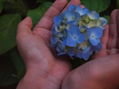 お花photo