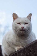 おれ，ねこ