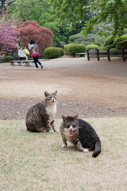 べぇー
