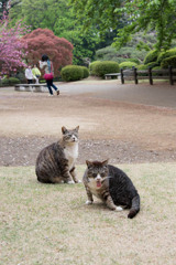 べぇー