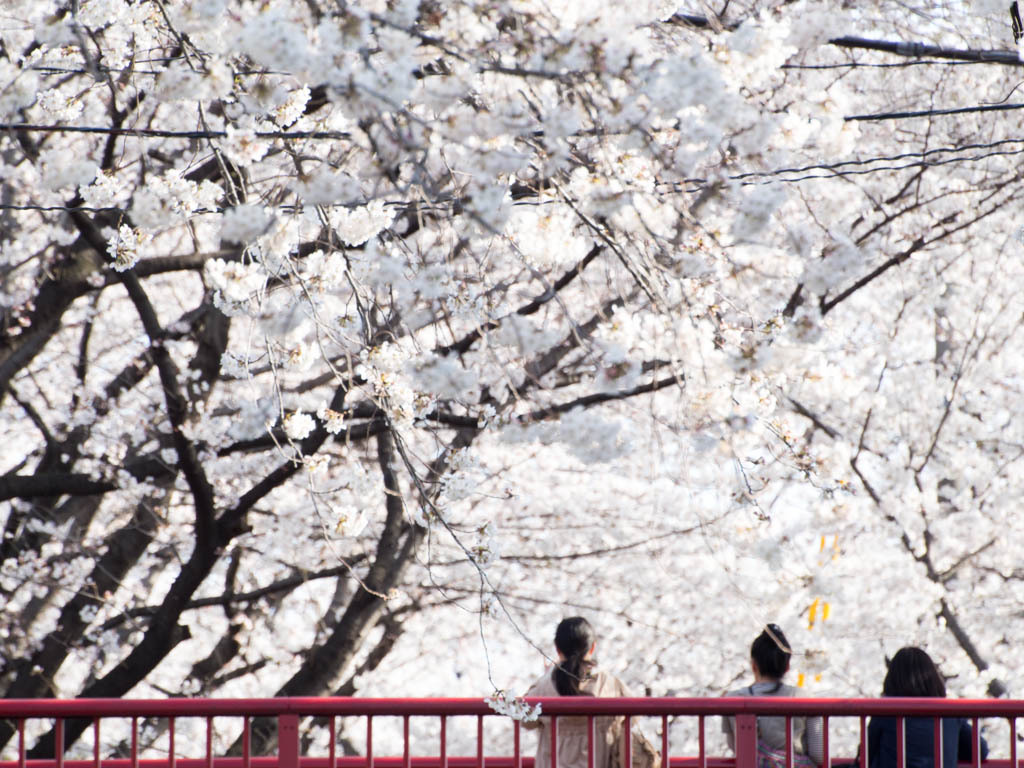 桜坂