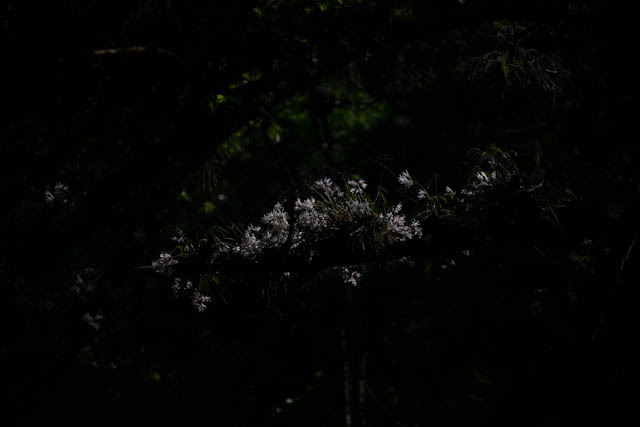 杉に咲く花