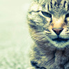 Eyewitness