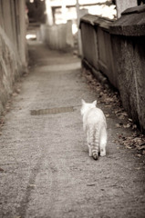 猫の細道