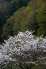 里山の春